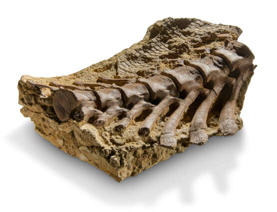 A very rare survival of fossilised dinosaur skin and vertebrae - фото 4