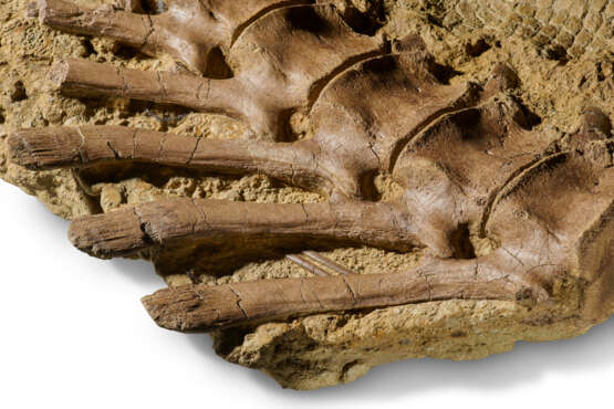 A very rare survival of fossilised dinosaur skin and vertebrae - фото 5