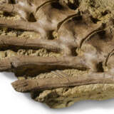 A very rare survival of fossilised dinosaur skin and vertebrae - фото 5