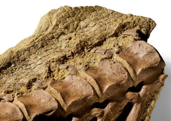 A very rare survival of fossilised dinosaur skin and vertebrae - фото 6