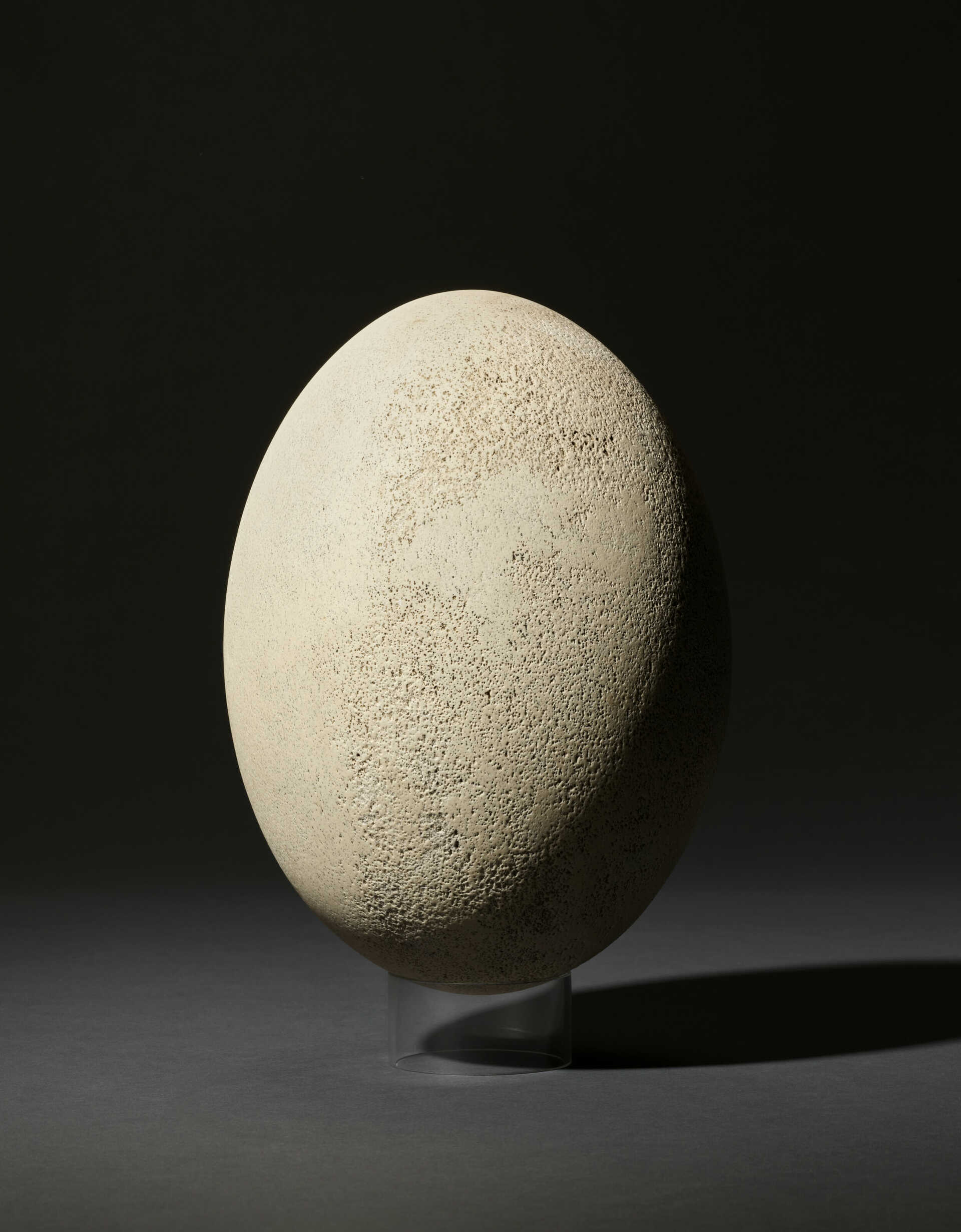 A Large Elephant Bird Egg