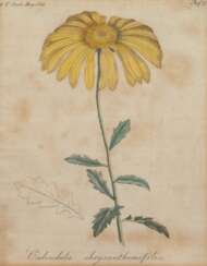 &amp;quot;Calendula Chrysanthemifolia&amp;quot;, Grafik, bez. &amp;quot;A.T. Gart. Mag. 1811&amp;quot;, stockfleckig, 22x17 cm, im Passepartout hinter Glas und Rahmen