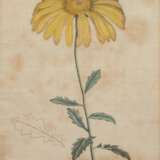 "Calendula Chrysanthemifolia", Grafik, bez. "A.T. Gart. Mag. 1811", stockfleckig, 22x17 cm, im Passepartout hinter Glas und Rahmen - фото 1