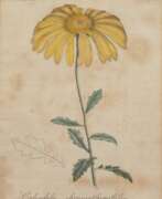 Книжная и журнальная графика. &amp;quot;Calendula Chrysanthemifolia&amp;quot;, Grafik, bez. &amp;quot;A.T. Gart. Mag. 1811&amp;quot;, stockfleckig, 22x17 cm, im Passepartout hinter Glas und Rahmen