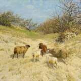 Schafe im Frühling in den Dünen bei Ahrenshoop - photo 1