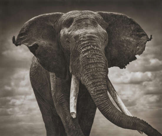 Nick Brandt (né en 1964) - photo 2