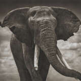 Nick Brandt (né en 1964) - photo 2