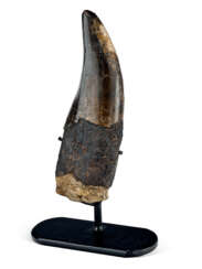 A LARGE TYRANNOSAURUS REX TOOTH