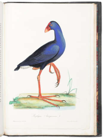 Iconografia della Fauna Italica, the Bradley Martin copy - фото 1