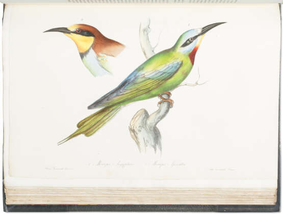 Iconografia della Fauna Italica, the Bradley Martin copy - фото 3