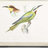 Iconografia della Fauna Italica, the Bradley Martin copy - фото 3