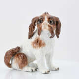 Small bolognese dog - Foto 2