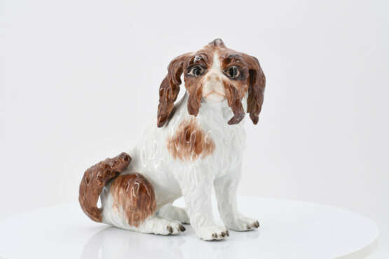 Small bolognese dog - Foto 2