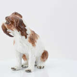 Small bolognese dog - Foto 3