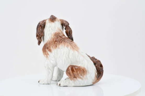 Small bolognese dog - Foto 4