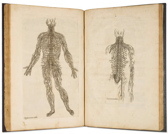 Compendiosa totius Anatomie delineatio - фото 1