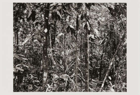 Thomas Struth. Paradies - photo 6