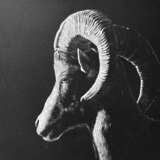 Mouflon Paper Drybrush Realism животные в природе Cyprus 2024 - photo 1