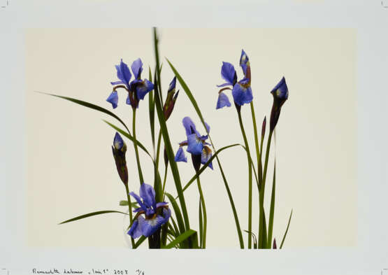 Bernadette Lahmer. Iris 1 - photo 1