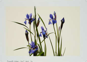 Bernadette Lahmer. Iris 1