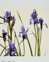 Bernadette Lahmer. Iris 12