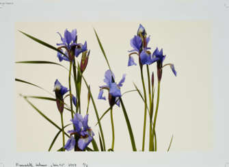 Bernadette Lahmer. Iris 12