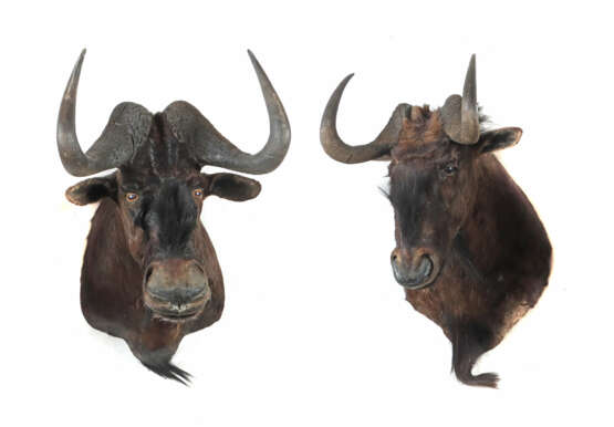 Paar Gnu-Jagdtrophäen Afrika, Paar hochwertig präp… - Foto 1