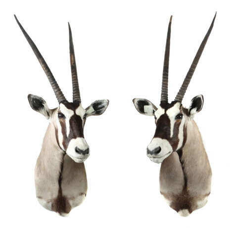 Paar Oryxantilope-Jagdtrophäen Afrika, Paar hochwe… - photo 1