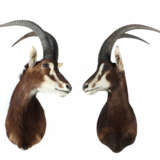 Paar Rappenantilope-Jagdtrophäen Afrika, Paar hoch… - фото 1