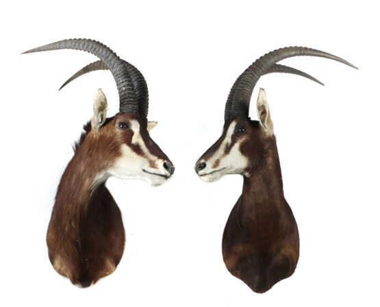 Paar Rappenantilope-Jagdtrophäen Afrika, Paar hoch… - фото 1
