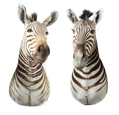 Paar Steppenzebra-Jagdtrophäen Afrika, Paar hochwe… - фото 1
