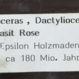 Platte mit Ammoniten wohl Holzmaden, ca. 180 Mio. … - photo 3