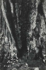 ANSEL ADAMS (1902–1984)