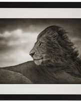 NICK BRANDT (B. 1966)