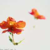 Bernadette Lahmer. Garten 3 - photo 1