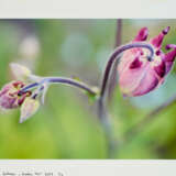 Bernadette Lahmer. Garten 145 - photo 1