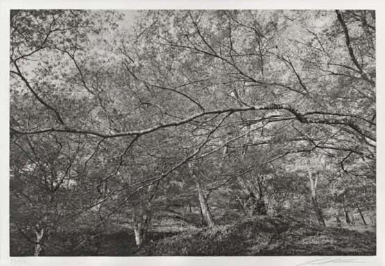 Lee Friedlander. Cherry Blossom Time in Japan - photo 1