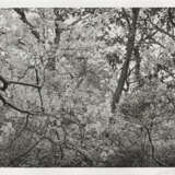 Lee Friedlander. Cherry Blossom Time in Japan - photo 5