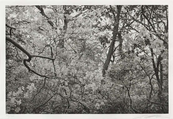 Lee Friedlander. Cherry Blossom Time in Japan - photo 5