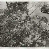 Lee Friedlander. Cherry Blossom Time in Japan - photo 20