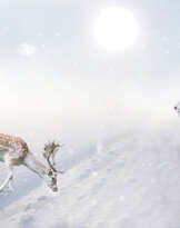 Tiger and deer Tiger and deer