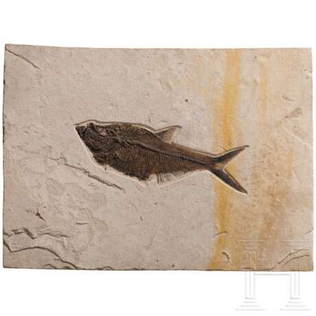 Große Kalksteinplatte mit Fischfossil, wohl Eozän - Foto 1