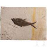 Große Kalksteinplatte mit Fischfossil, wohl Eozän - Foto 1