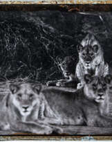 Peter Beard ''Lion Pride in Tiva Dry River''