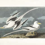 AFTER JOHN JAMES AUDUBON (1785-1851), BY ROBERT HAVELL (1793-1878) - photo 1