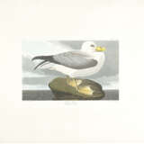 AFTER JOHN JAMES AUDUBON (1785-1851), BY ROBERT HAVELL (1793-1878) - photo 1
