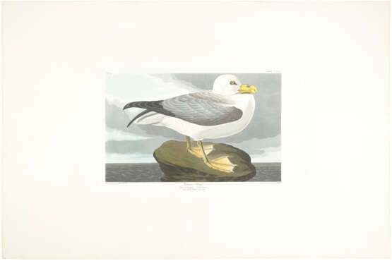 AFTER JOHN JAMES AUDUBON (1785-1851), BY ROBERT HAVELL (1793-1878) - photo 1