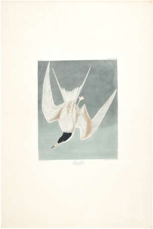 AFTER JOHN JAMES AUDUBON (1785-1851), BY ROBERT HAVELL (1793-1878) - photo 1