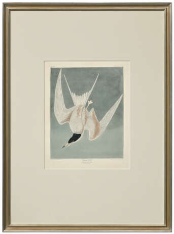 AFTER JOHN JAMES AUDUBON (1785-1851), BY ROBERT HAVELL (1793-1878) - photo 2