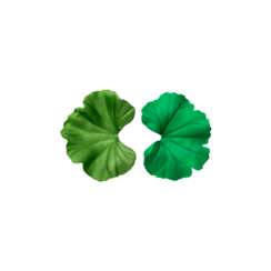 JAR ALUMINIUM &#39;GERANIUM&#39; EARRINGS